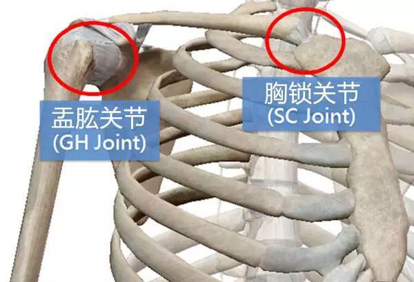 开元体育官网别再这样疯狂练胸肌了小心肩膀练废掉！(图2)